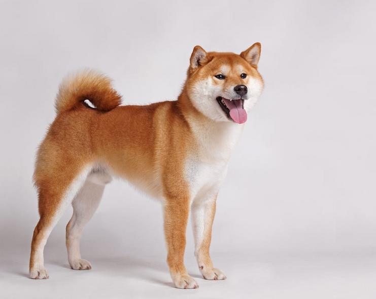 Ходлеры сорвали куш на рывке Shiba Inu