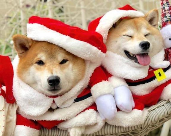 Shiba Inu запускает новогоднюю программу поощрения стейкеров с призами до $500